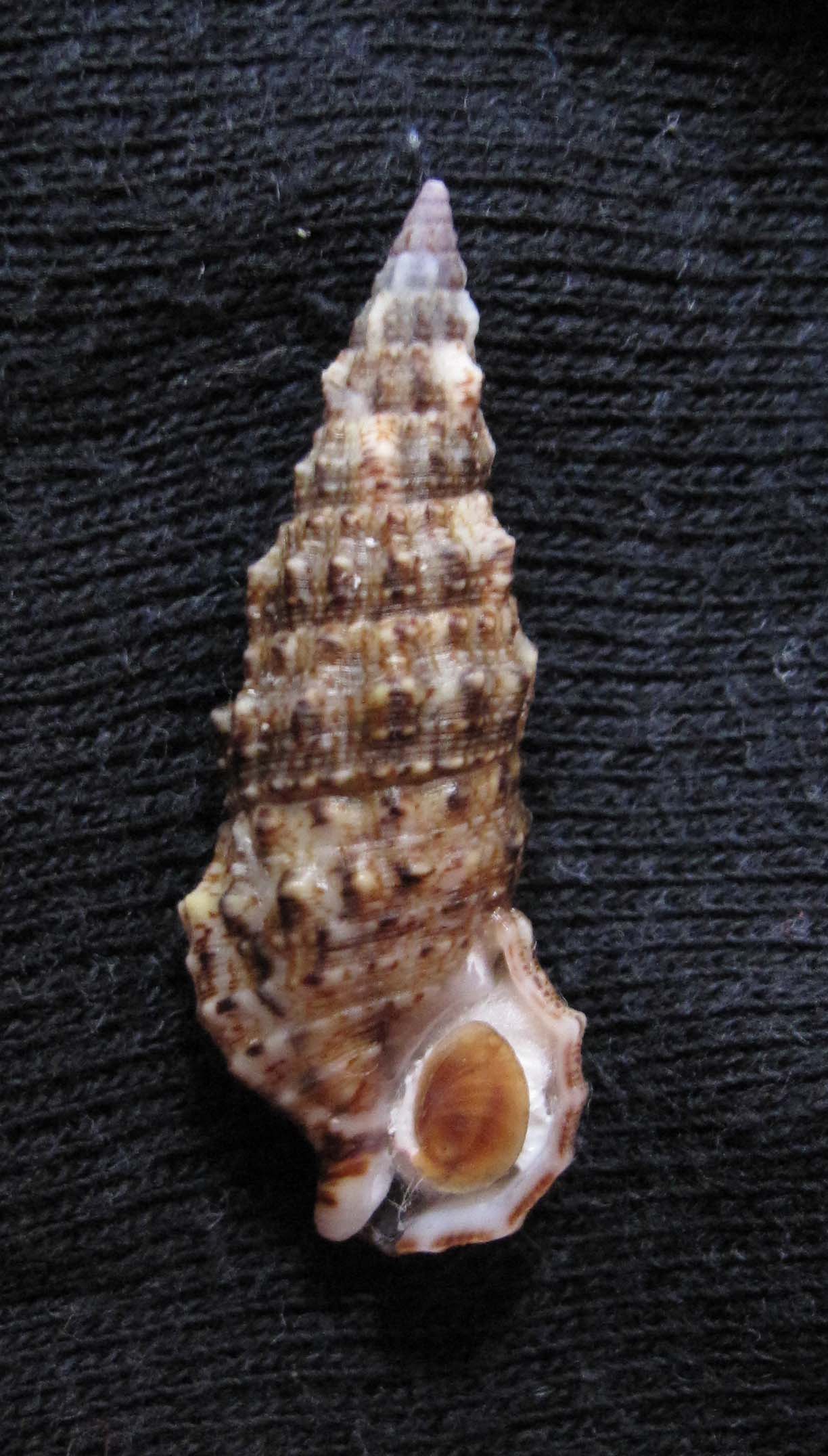 Cerithium lividulum e repandanum